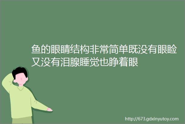 鱼的眼睛结构非常简单既没有眼睑又没有泪腺睡觉也睁着眼